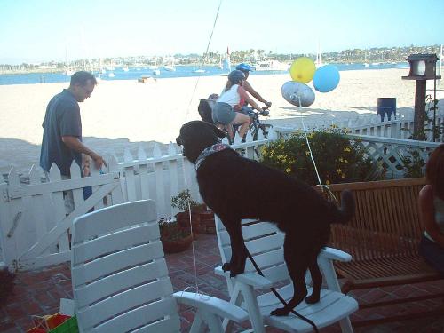 Caroline's party- Oscar guarding the party.jpg 31.6K